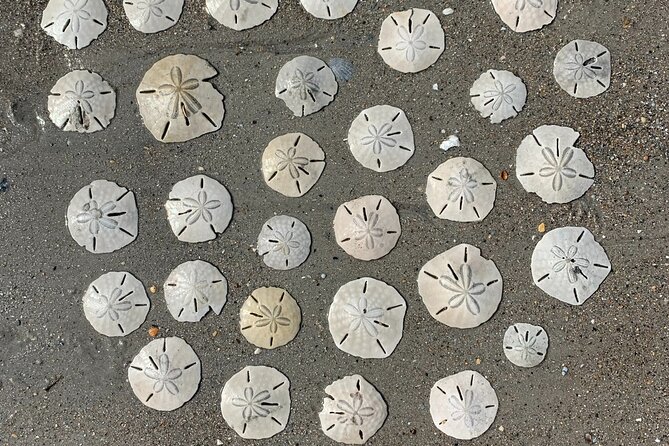 Coastal Excursion/Sunset Cruise/Sand Dollars/Sea Shells/Horses - Meeting and Pickup Details