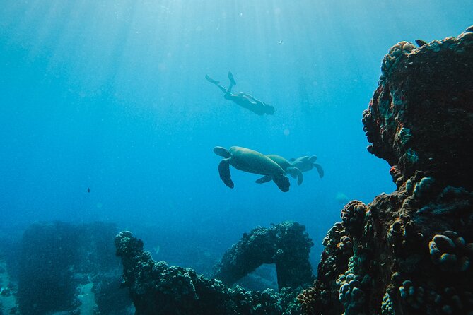 Coral Gardens Snorkel & Whale Watch - Accessibility and Participation Details