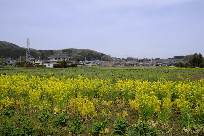 Countryside Walking & Mountain Hiking in Organic Town Near Tokyo - Encountering Local Wildlife and Flora