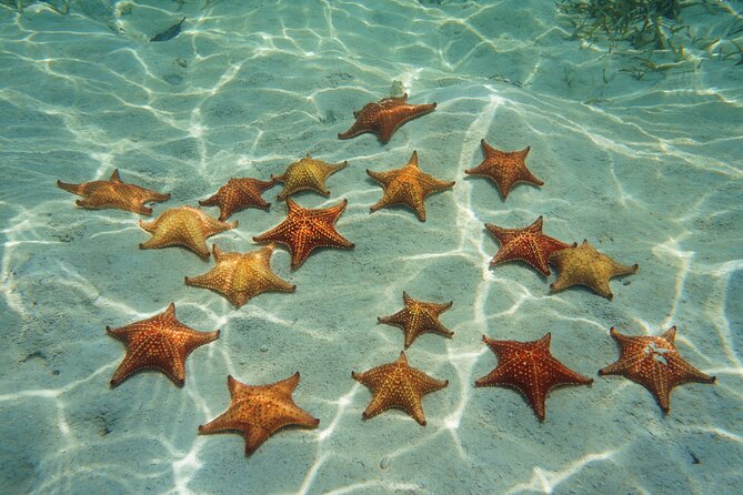 Cozumel Reef Snorkeling Tour - Tour Experience Highlights