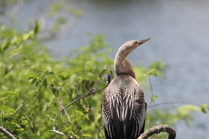 Crystal River National Wildlife Refuge Sightseeing Cruise - Pricing and Booking Information