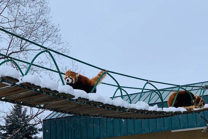 Day Tour to Asahiyama Zoo Biei Blue Pond Furano by Private Car - Maintenance and Seasonal Considerations