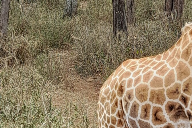 Day Tour to Nairobi National Park, Elephants, and Giraffe Center - Meeting and Pickup Details