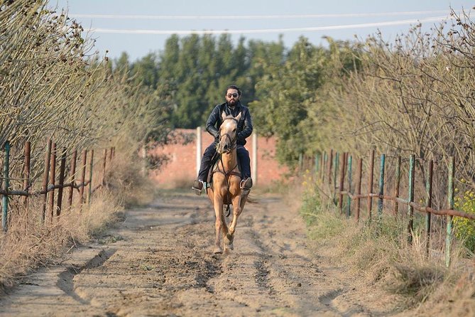 Day Trip: Olive Oil And Wine Museum With Lunch + Horse Riding - Accessibility Information