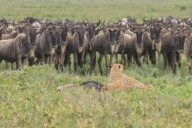Day Trip To Tarangire National Park - Wildlife and Attractions