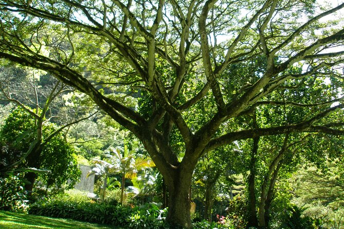 Deluxe North Shore Adventure From Ko Olina - Waimea Bay and Waterfall Activities