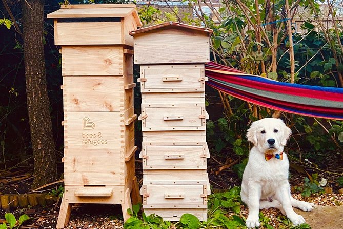 Discover Active Beehives in London - Scheduling and Availability