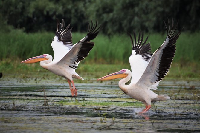 Discover Danube Delta From Bucharest - Private Tour for 5 Days - Exploring the Danube Delta