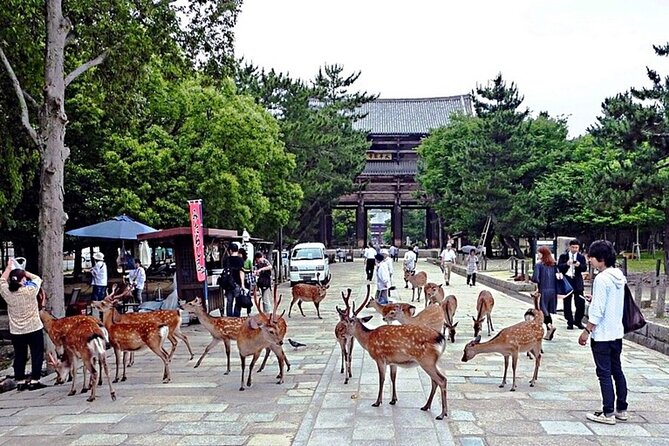 Discover Nara Park, Kyoto Highlights and Fushimi Inari From Osaka - Booking Information