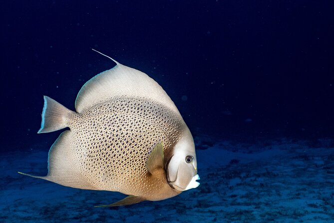 Discover Scuba Diving at Cozumel Marine Park - Confirmation and Cancellation Policy