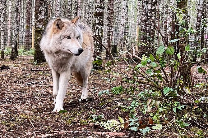 Discover the Beauty of the Wild & Roam in the Spirit of the Wolf - Positive Traveler Experiences and Ratings
