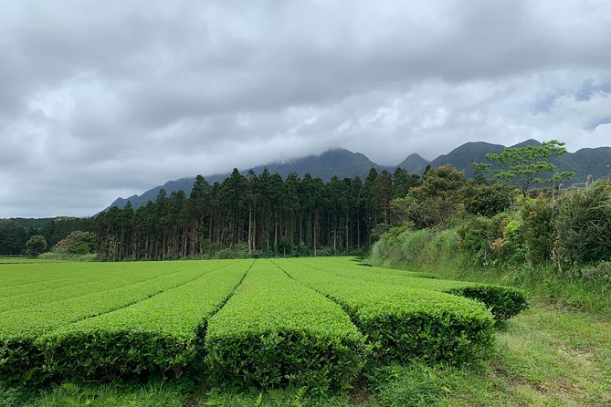 Discovery of Yakushima - Climate and Weather Considerations