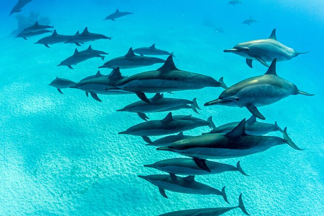 Discovery Scuba in Waikiki Under Water Adventures - Booking Your Experience