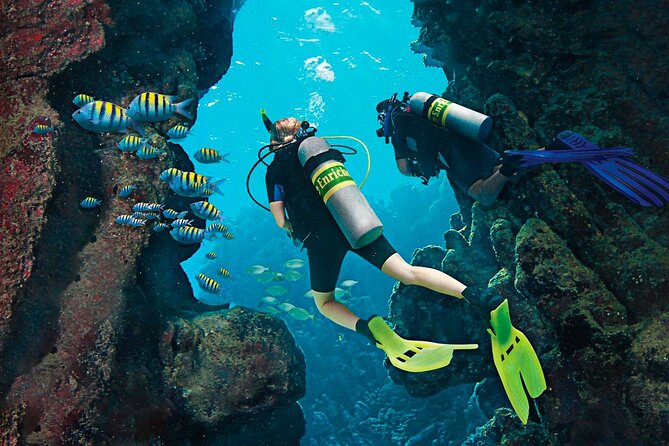 Dive Boat Tour on Catalina Bayahibe Island - Participant Suitability Requirements
