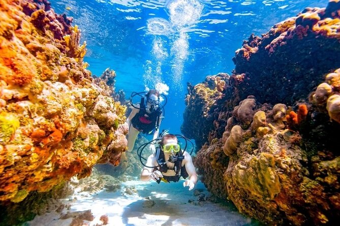 Diving Tour With Lunch - Traveler Reviews and Feedback