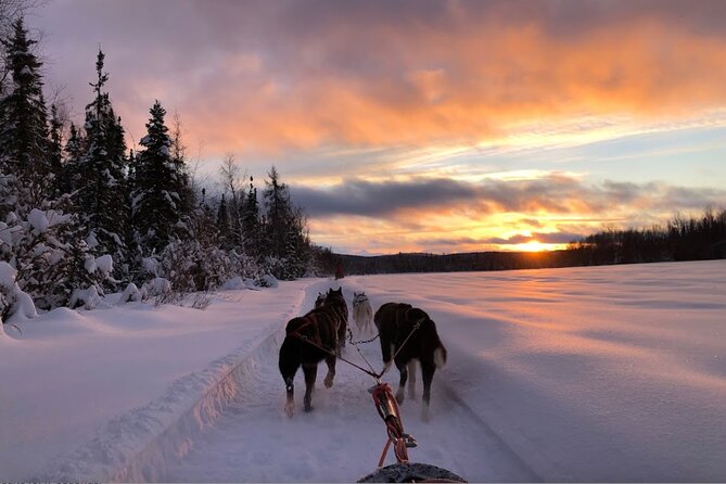 Dogsled Rides - Additional Considerations