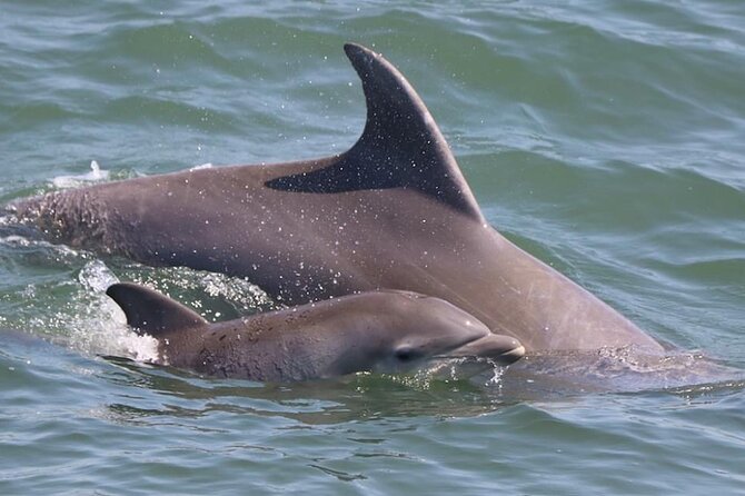 Dolphin and Bird Watching Ecotour Cruise - Meeting Point and Check-in Details