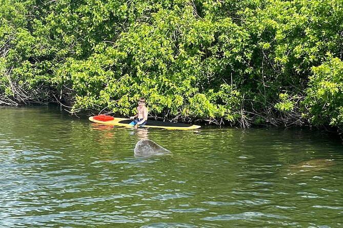 Dolphin and Manatee Adventure Tour of Merritt Island - Paddling Through the Serene Waterways