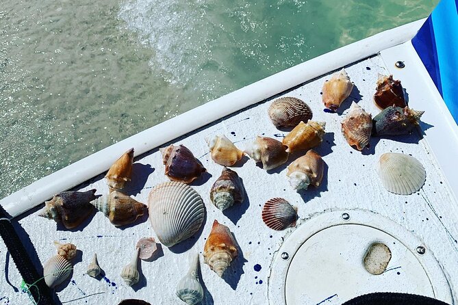 Dolphin and Shelling Cruise Tour Review - Customer Feedback