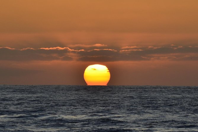 Dolphin and Whale Watching Sunset Cruise - Customer Reviews