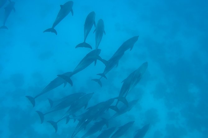 Dolphin House Royal Sea Trip Luxury Boat With Transfer - Hurghada - Activities and Highlights