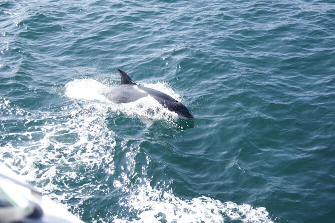 Dolphin Watch & Historical Harbor Tour in St. Augustine - Customer Feedback