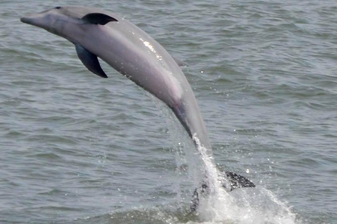 Dolphin Watching Around Cape May - Dolphin Behavior and Biology