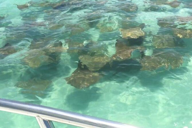 Dolphin Watching Boat Tour Around Anna Maria Island - Health and Safety Considerations