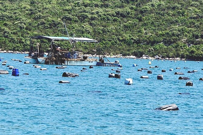 Dubrovnik: Ston Wine and Oyster Tasting - Trsteno Arboretum Visit