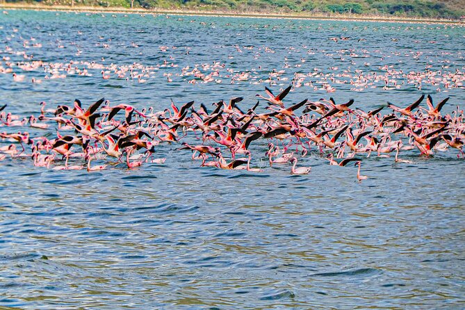 Escape to Lake Bogoria, Flamingos New Home for an Overnight Safari - Accommodation Options