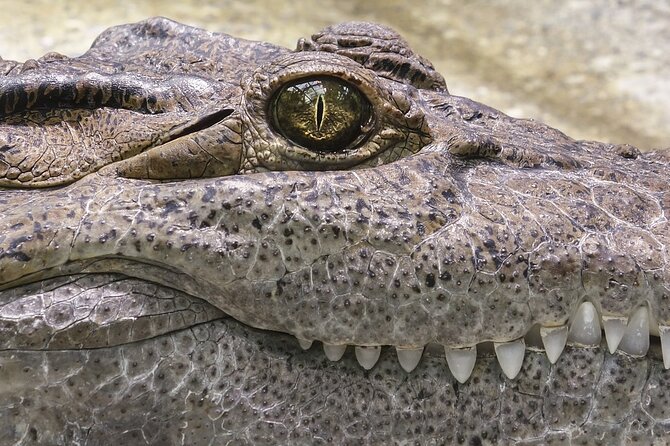 Everglades Airboat Tour Review: Is It Worth It - Additional Information