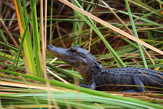 Everglades Tour From Miami 4 Hours With 60MIN Airboat Ride & Free Group Photo - Accessibility Information