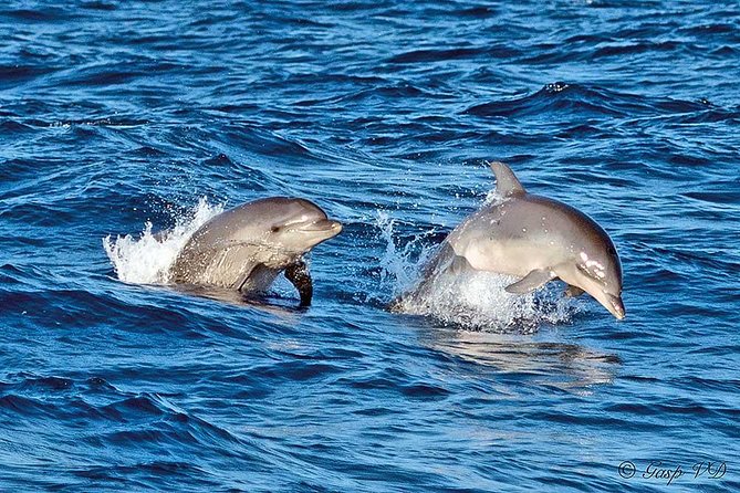 Experience a Sunrise With Dolphins - What to Expect on the Excursion