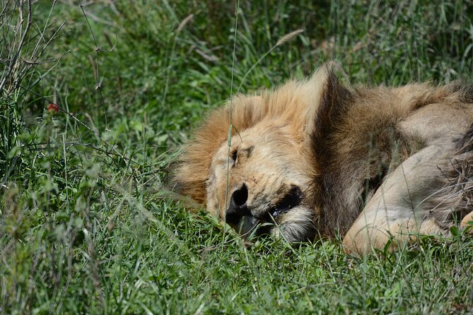Experience the Masai Mara and the Dancing Masai in 4 Days - Booking Process