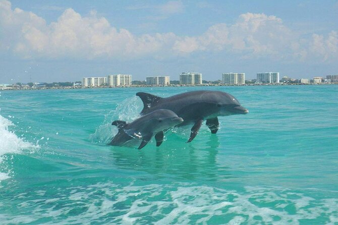 Flippers Adventures 2 Stop Snorkeling and Dolphin Cruise - Family-Friendly Fun
