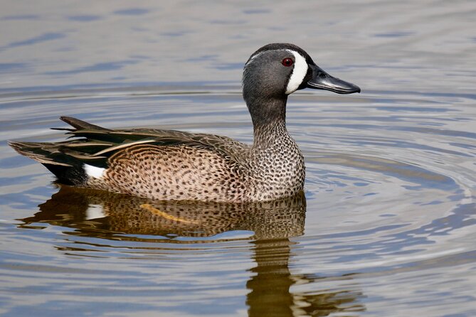 Florida Wildlife Drive Eco Tour With Lunch and Moonshine Tasting - Pricing and Cancellation