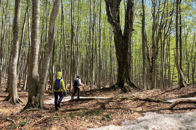 Forest Healing Around the Giant Beech and Katsura Trees - Exploring the Waga District