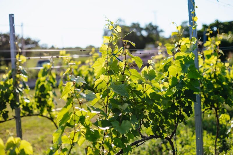 From Budapest: Etyek Wine Tasting Tour With 3-Course Meal - Wine and Meal Experience