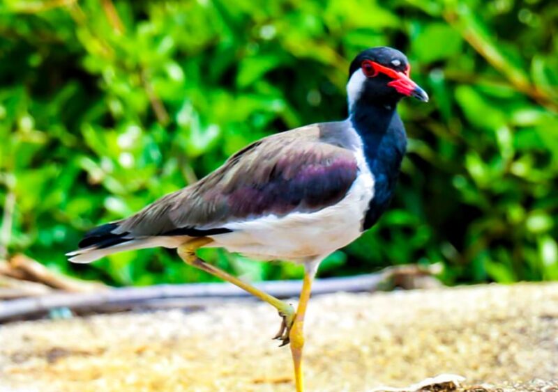 From Colombo/Negombo: Muthurajawela Bird Watching Day Trip - Inclusions