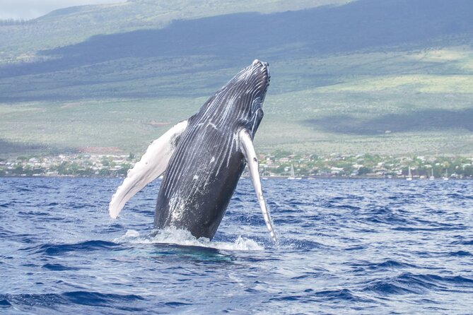 From Maalaea Harbor: Whale Watching Tours Aboard Winona Catamaran - Customer Reviews and Ratings