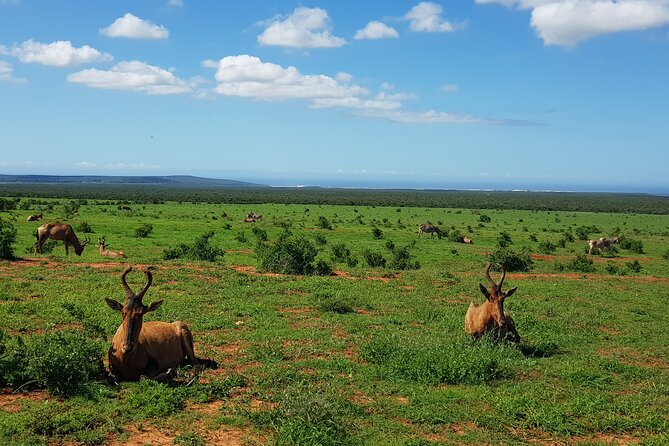 Full Day Addo Elephant National Park Safari - Wildlife Viewing Experience
