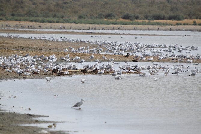 Full-Day Bird Watching Private Experience at Fayoum - Customer Reviews and Feedback