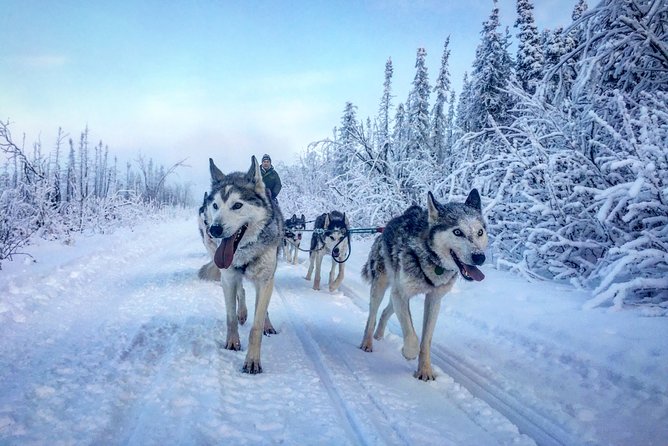Full Day Drive Your Own Dog Team Dog Sledding Tour - Preparing for the Tour