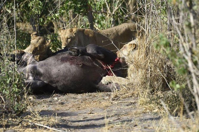 Full-Day Hwange National Park Tour From Victoria Falls - Transportation Details