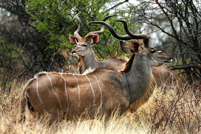 Full Day Isimangaliso Wetlands & Boat Cruise Tour From Durban - Accessibility Features