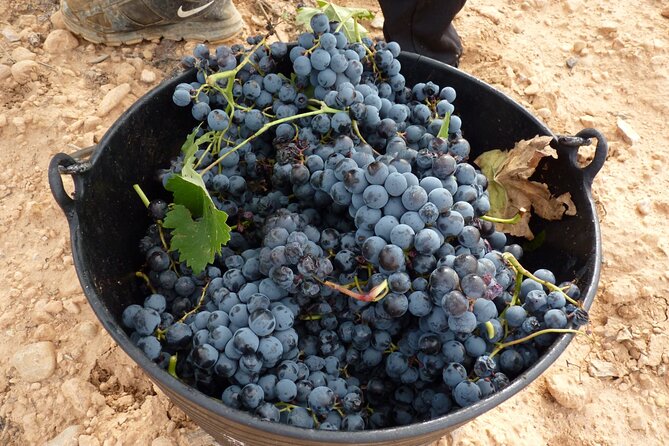 Full Day Private Requena Wineries Premium Tastings - Participation Requirements