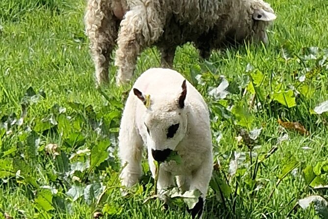 Full-Day Private Tour in South Coast of Cornwall - Participation Details