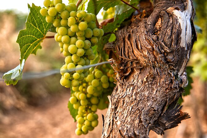 Full-Day Rioja Wineries Tour From Madrid With Pickup and Drop off - Customer Feedback Insights