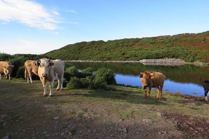 Full Day Tour in 4x4 Jeep to Porto Moniz and Fanal - Health and Accessibility