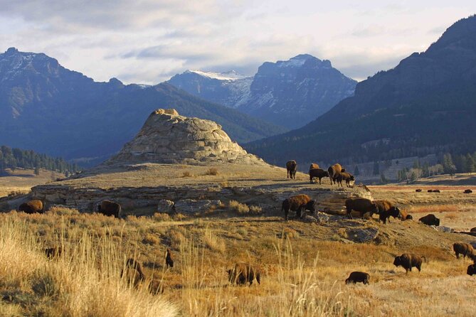 Full Day Wildlife Tour in Yellowstone Lamar Valley to Canyon - Cancellation Policy